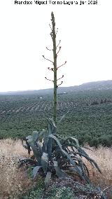 Cactus Pita - Agave americana. Torre de Alczar - Torredonjimeno