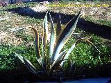 Cactus Pita marginata - Agabe americana marginata. Cazorla