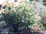 Garbancillo del diablo - Astragalus lusitanicus. Cortijo Vista Alegre - Navas de San Juan