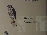 Pjaro Gaviln - Accipiter nisus. Exposicin en Jan