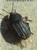 Escarabajo enterrador - Thanatophilus sinuatus. Navas de San Juan