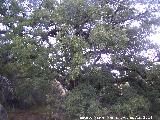 Quejigo - Quercus faginea. Quejigo del Amo - Valdepeas de Jan