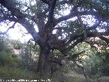 Quejigo - Quercus faginea. Quejigo del Amo - Valdepeas de Jan