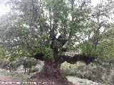 Quejigo - Quercus faginea. Quejigo del Carbn - Valdepeas