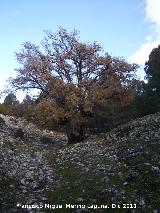 Quejigo - Quercus faginea. La Nava - Jan
