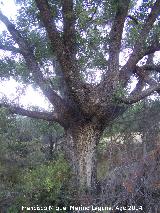Quejigo - Quercus faginea. Moralejo - Valdepeas de Jan