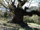 Quejigo - Quercus faginea. Quejigo del Amo. Valdepeas