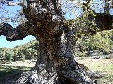 Quejigo - Quercus faginea. Quejigo del Amo. Valdepeas