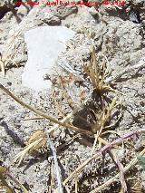 Chinche Phyllophya laciniata - Phyllophya laciniata. Torre de la Cabeza - Pegalajar