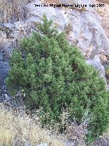 Sabina mora - Juniperus phoenicea. Los Villares