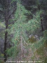 Sabina mora - Juniperus phoenicea. La Hoya - Jan