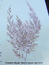 Sabina mora - Juniperus phoenicea. Dibujo