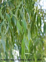 Sauce llorn - Salix babylonica. Cazorla