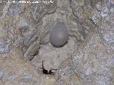 Araa caverncola - Meta bourneti. Con su bolsa de huevos. Cueva de la Canalizacin - Jan