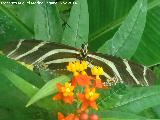 Mariposa Cebra - Heliconius charithonia. Parque de las Ciencias - Granada