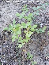 Zarzamora - Rubus fruticosus. Ro Madera - La Morringa - Segura de la Sierra