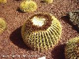 Cactus asiento de suegra - Echinocactus grusonii. Tabernas