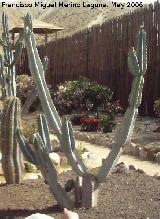 Cactus candelabro Cereus - Cereus peruvianus. Tabernas