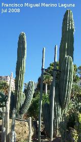 Cactus saguaro - Carnegiea gigantea. Benalmdena