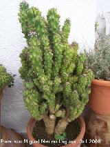 Cactus monstruoso - Cereus peruvianus var. monstruosus. Navas de San Juan