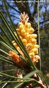 Pino carrasco - Pinus halepensis. Flor macho. Cerro de la Laguna - Orcera
