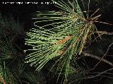 Pino carrasco - Pinus halepensis. Acculas con el roco nocturno