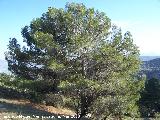 Pino carrasco - Pinus halepensis. Jan