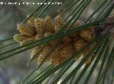 Pino carrasco - Pinus halepensis. Flores masculinas. Jan