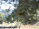 Pino carrasco - Pinus halepensis. Jan