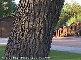 Pino carrasco - Pinus halepensis. Crdoba