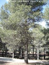 Pino carrasco - Pinus halepensis. Neveral - Jan