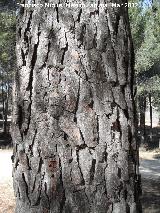 Pino carrasco - Pinus halepensis. Corteza. Neveral - Jan