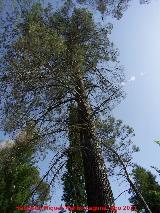 Pino carrasco - Pinus halepensis. Pea del Olivar - Siles