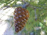 Pino carrasco - Pinus halepensis. Otiar - Jan