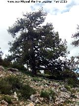 Pino carrasco - Pinus halepensis. Pinar Negro - Santiago Pontones