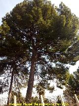 Pino carrasco - Pinus halepensis. Pino del Seminario de Jan