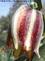Meleagria - Fritillaria hispanica. Collado de los Jardines - Santa Elena