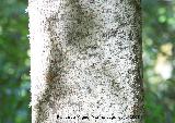 Acacia de tres espinas - Gleditsia triacanthos. Cazorla