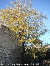 Acacia de tres espinas - Gleditsia triacanthos. Los Villares