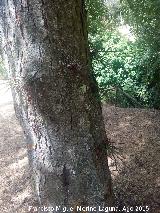 Acacia de tres espinas - Gleditsia triacanthos. Tronco. Caada de las Hazadillas - Jan