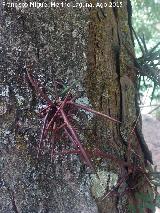 Acacia de tres espinas - Gleditsia triacanthos. Espinas. Caada de las Hazadillas - Jan