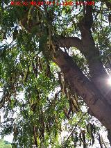 Acacia de tres espinas - Gleditsia triacanthos. Frutos. Jan
