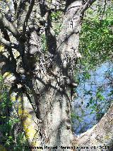 Acacia de tres espinas - Gleditsia triacanthos. Laguna Grande - Baeza