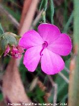 Clavel hispnico - Dianthus hispanicus. El Puntal - Jan