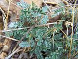 Aulaga garbancera - Astragalus sempervirens. La Baizuela - Torredelcampo