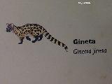 Jineta - Genetta genetta. Exposicin en Jan