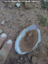 Almeja de Ro - Anodonta antina. Pantano del Guadaln - Vilches