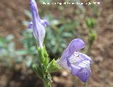 Salvia - Salvia blancoana. Cazorla