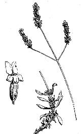 Alhucema - Lavandula latifolia. 
