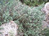 Botonera - Santolina rosmarinifolia. Zagrilla Baja - Priego de Crdoba
